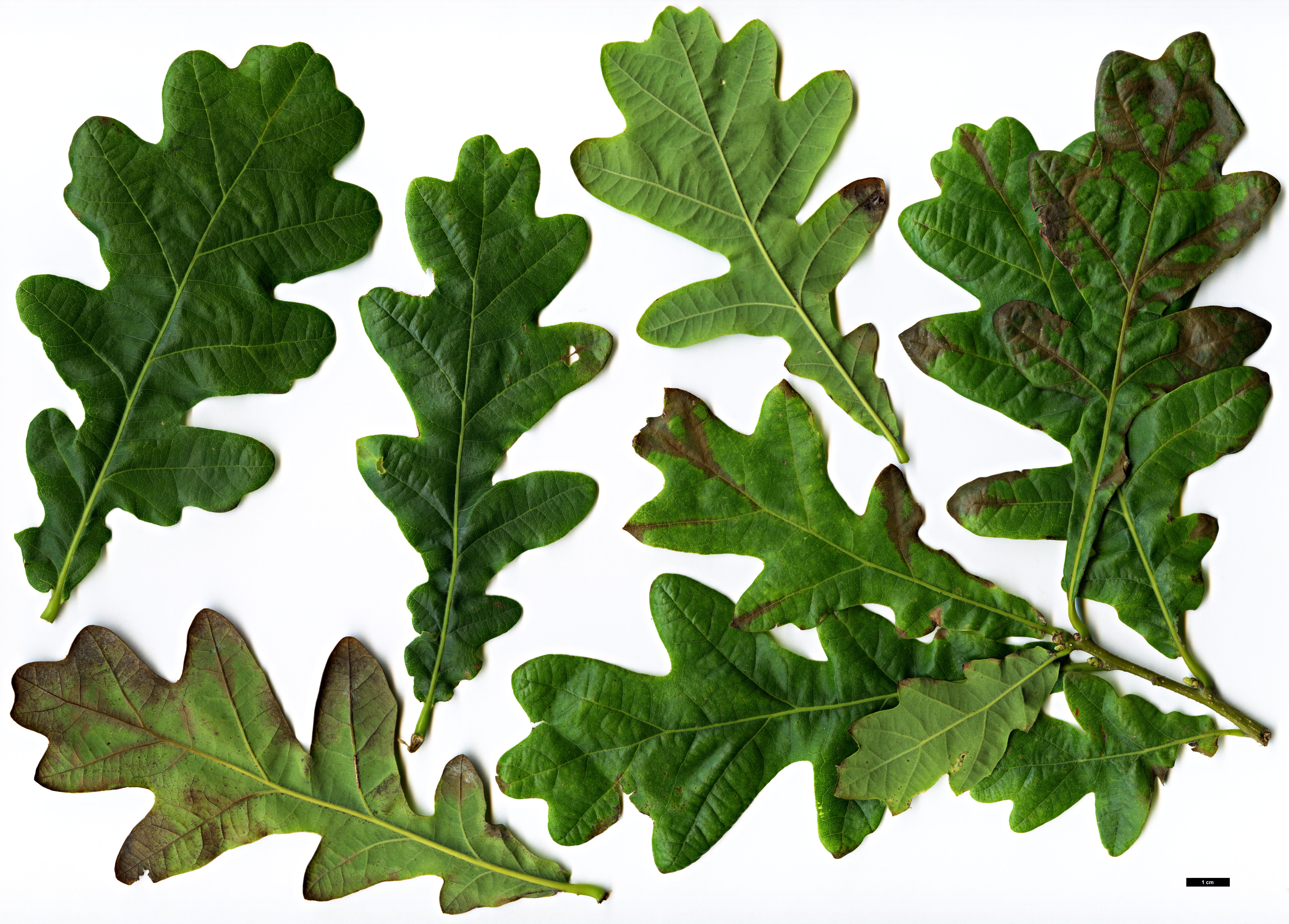 High resolution image: Family: Fagaceae - Genus: Quercus - Taxon: robur - SpeciesSub: subsp. pedunculiflora 'Çankiri'